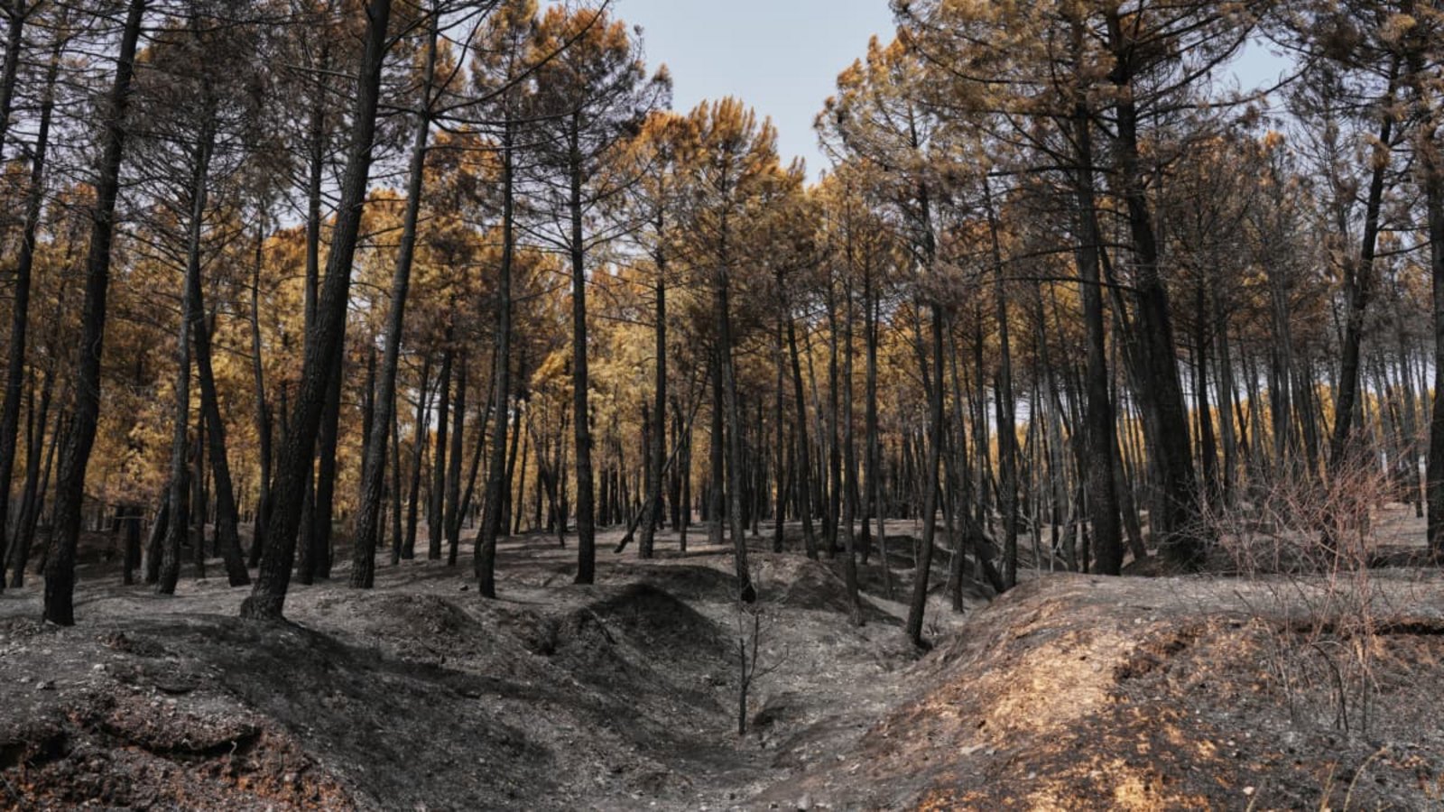 Blick auf das Brandgebiet in der Provinz Guadalajara, nachdem ein Waldbrand Zehntausende Hektar verwüstet hatte – einer der größten Waldbrände der letzten Jahre in Spanien.Manu Fernandez/AP/dpa