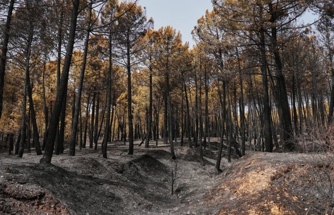 Blick auf das Brandgebiet in der Provinz Guadalajara, nachdem ein Waldbrand Zehntausende Hektar verwüstet hatte – einer der größten Waldbrände der letzten Jahre in Spanien.<span class='image-autor'>Manu Fernandez/AP/dpa</span>