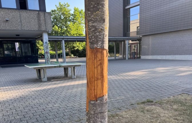 Mit einem Messer wurden in Mühlacker Bäume beschädigt.  Fotos: Stadt Mühlacker (2)