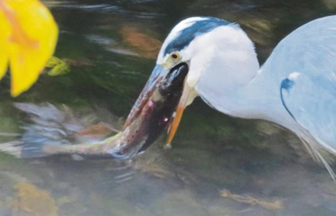 Fisch ist ja bekanntlich gesund, egal, wie dick der Happen ist, mag sich der Graureiher denken, den Roswitha Fydrich-Steiner im Strudelbach bei seinem Frühstück entdeckt hat.