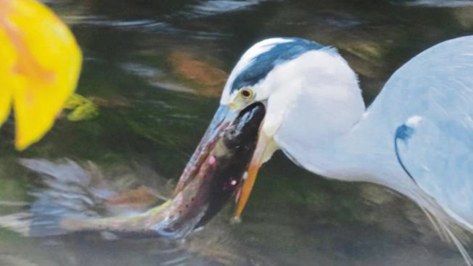 Fisch ist ja bekanntlich gesund, egal, wie dick der Happen ist, mag sich der Graureiher denken, den Roswitha Fydrich-Steiner im Strudelbach bei seinem Frühstück entdeckt hat. Fisch ist ja bekanntlich gesund, egal, wie dick der Happen ist, mag sich der Graureiher denken, den Roswitha Fydrich-Steiner im Strudelbach bei seinem Frühstück entdeckt hat.
