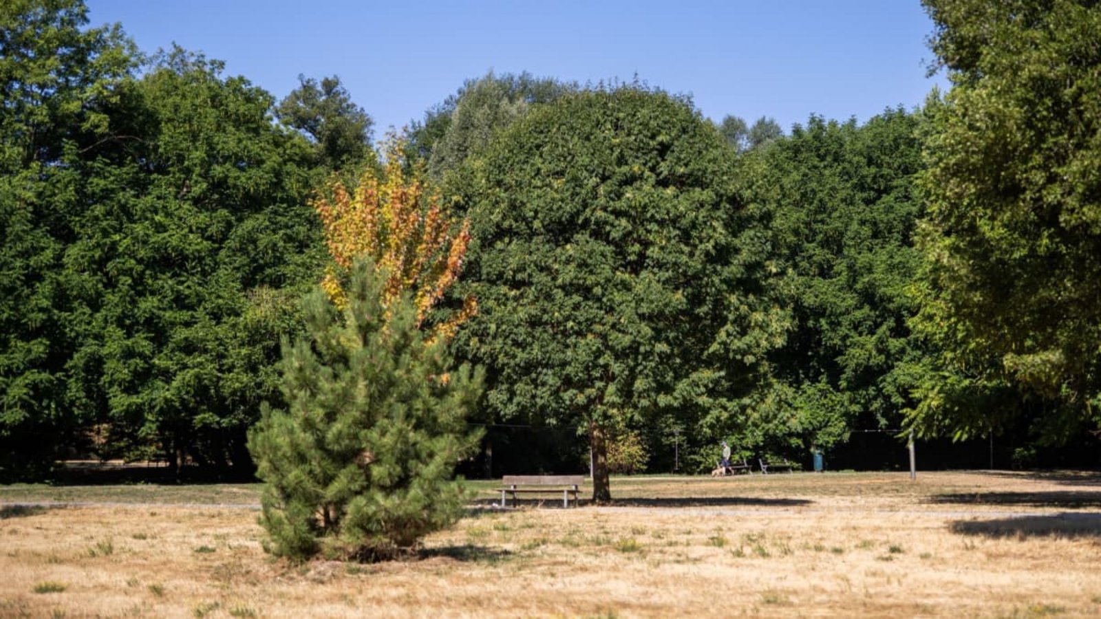 Vertrocknetes Gras ist im Freiburger Dietenbachpark unter den Bäumen zu sehen. Die anhaltende Trockenheit sorgt für fallendes Laub und trockene Bachläufe.Philipp von Ditfurth/dpa