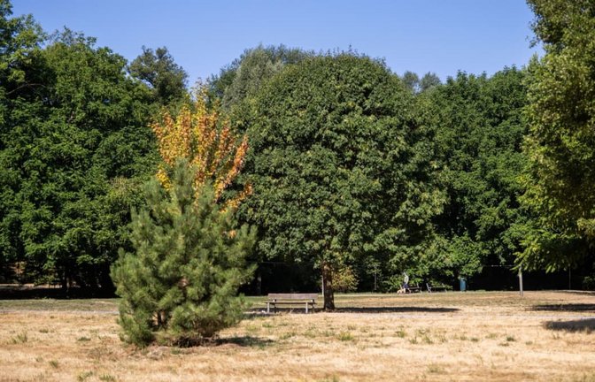 Vertrocknetes Gras ist im Freiburger Dietenbachpark unter den Bäumen zu sehen. Die anhaltende Trockenheit sorgt für fallendes Laub und trockene Bachläufe.<span class='image-autor'>Philipp von Ditfurth/dpa</span>