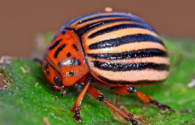 Aus Amerika einst eingeschleppt – Schädling natürlich, aber auch ein hübscher Geselle an sich: der Kartoffelkäfer.<span class='image-autor'>Foto: Michael Eick/Michael Eick</span>