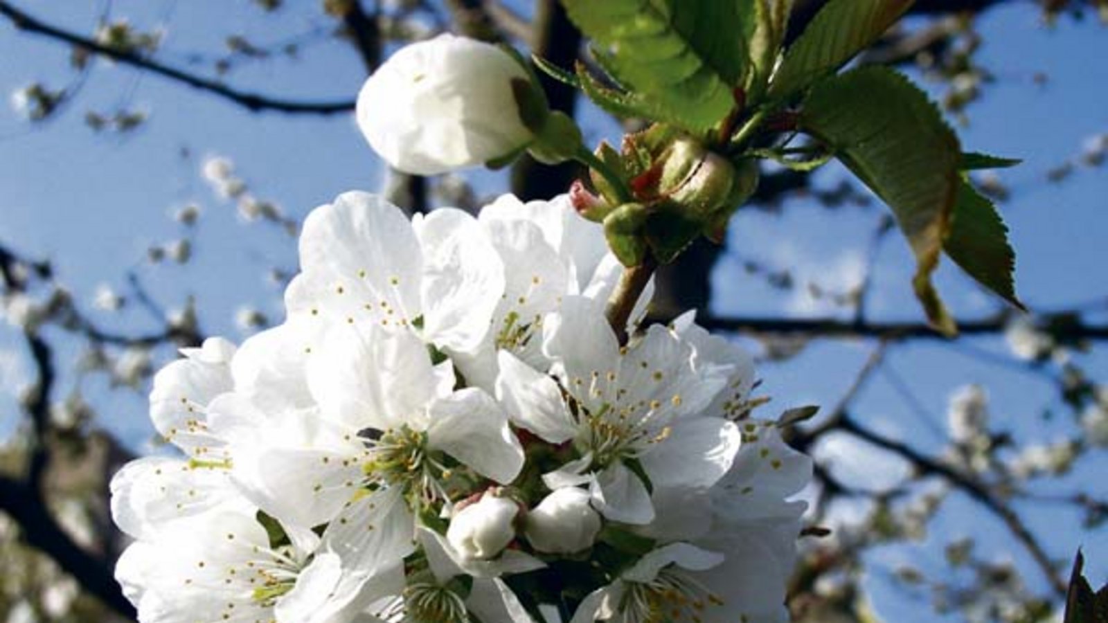 Verheißungsvolle Kirschblüte. Foto: Rücker
