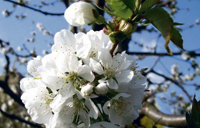 Verheißungsvolle Kirschblüte. Foto: Rücker