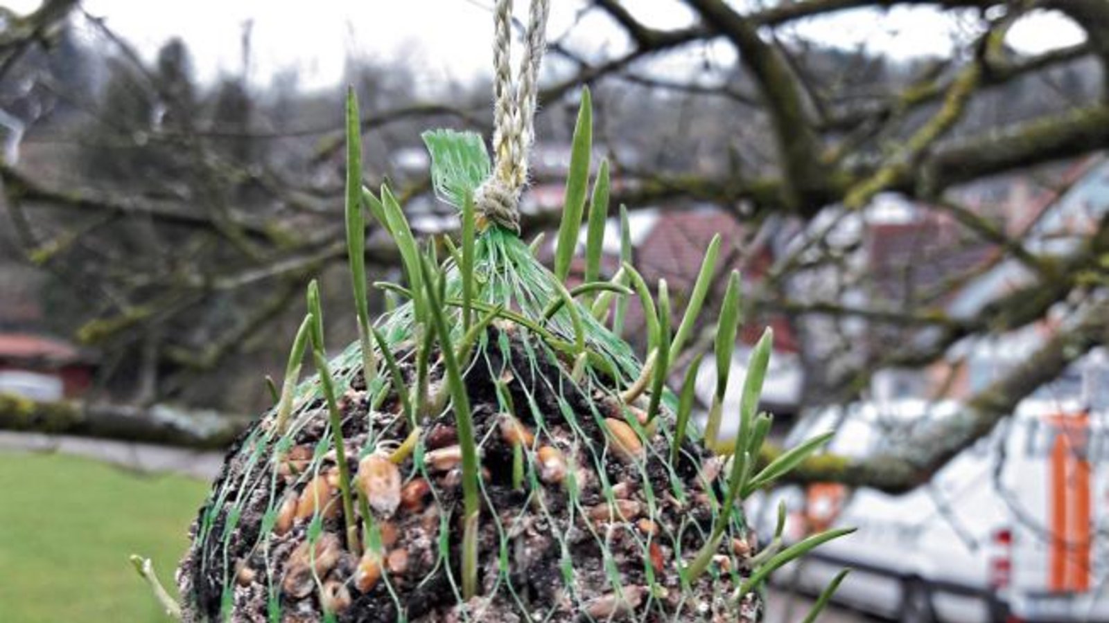 Der Frühling naht – am Auricher Bolzplatz treiben die Meisenknödel aus.  Foto: Rücker