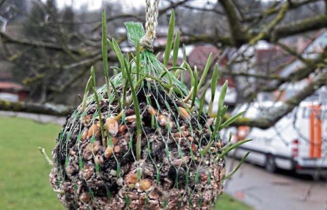 Der Frühling naht – am Auricher Bolzplatz treiben die Meisenknödel aus.  Foto: Rücker