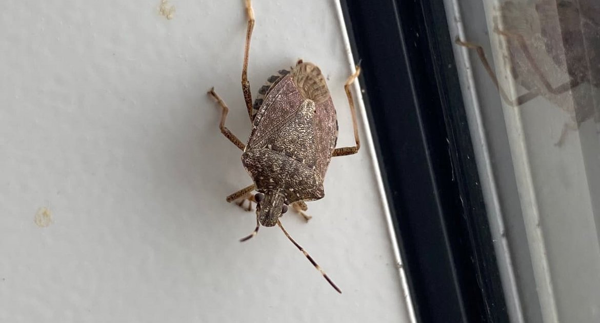 Igitt! Eine Stinkwanze an der Wand im gemütlichen Zuhause.