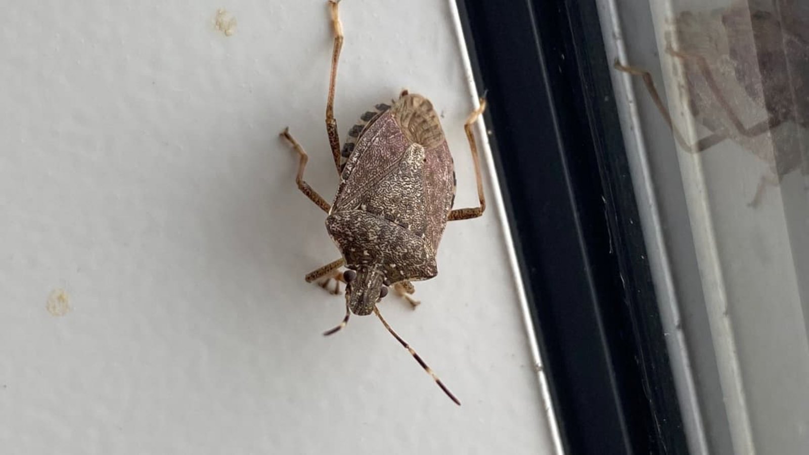 Igitt! Eine Stinkwanze an der Wand im gemütlichen Zuhause.Yasemin Gürtanyel