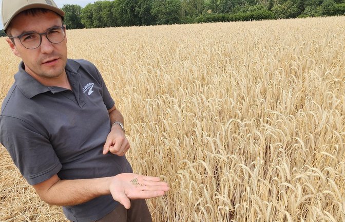 Landwirt Michael Kinzinger zeigt eines seiner Felder: Der Roggen ist durch Hitze und Sonne vorzeitig gereift und wird in Kürze geerntet.   <span class='image-autor'>Fotos: Rieger</span>
