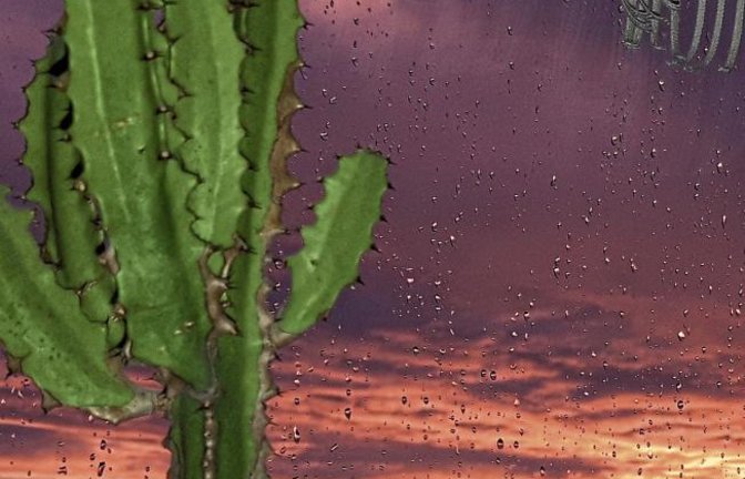 Sonnenuntergang in Aurich mit Regentropfen und Kaktus. Foto: Kirsch