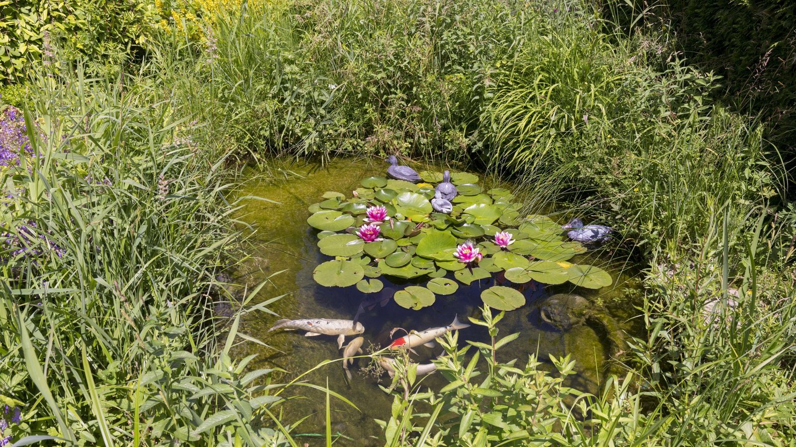 Ein kleiner, idyllischer Gartenteich mit Seerosen und Koikarpfen.Foto: Imago/Imagebroker Ein kleiner, idyllischer Gartenteich mit Seerosen und Koikarpfen.Foto: Imago/Imagebroker