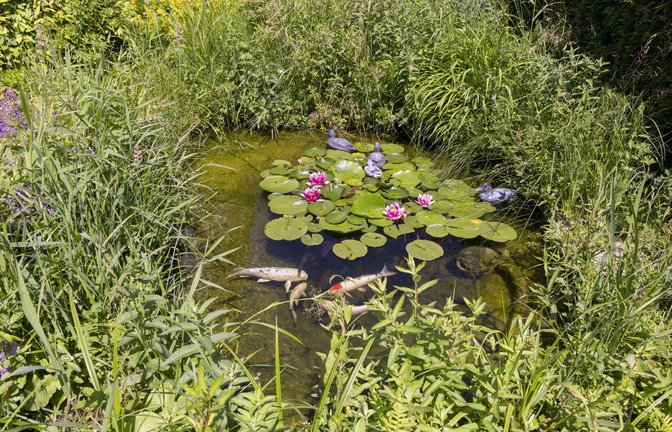 Ein kleiner, idyllischer Gartenteich mit Seerosen und Koikarpfen.<span class='image-autor'>Foto: Imago/Imagebroker</span>
