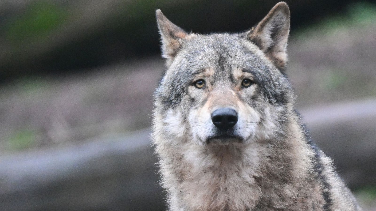 Kann ein einzelner, ausgewachsener und geschlechtsreifes Wolf in ein bereits bestehendes Wolfsrudel integriert werden? (Symbolfoto)Foto: Bernd Weißbrod/dpa Kann ein einzelner, ausgewachsener und geschlechtsreifes Wolf in ein bereits bestehendes Wolfsrudel integriert werden? (Symbolfoto)Foto: Bernd Weißbrod/dpa