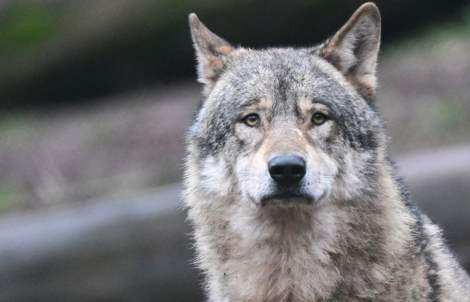 Kann ein einzelner, ausgewachsener und geschlechtsreifes Wolf in ein bereits bestehendes Wolfsrudel integriert werden? (Symbolfoto)<span class='image-autor'>Foto: Bernd Weißbrod/dpa</span>