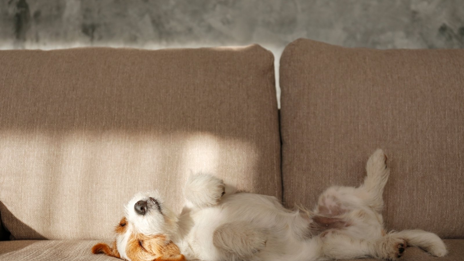 Rückenlage: Der Hund ist komplett entspannt.Foto: evrymmnt/ shutterstock