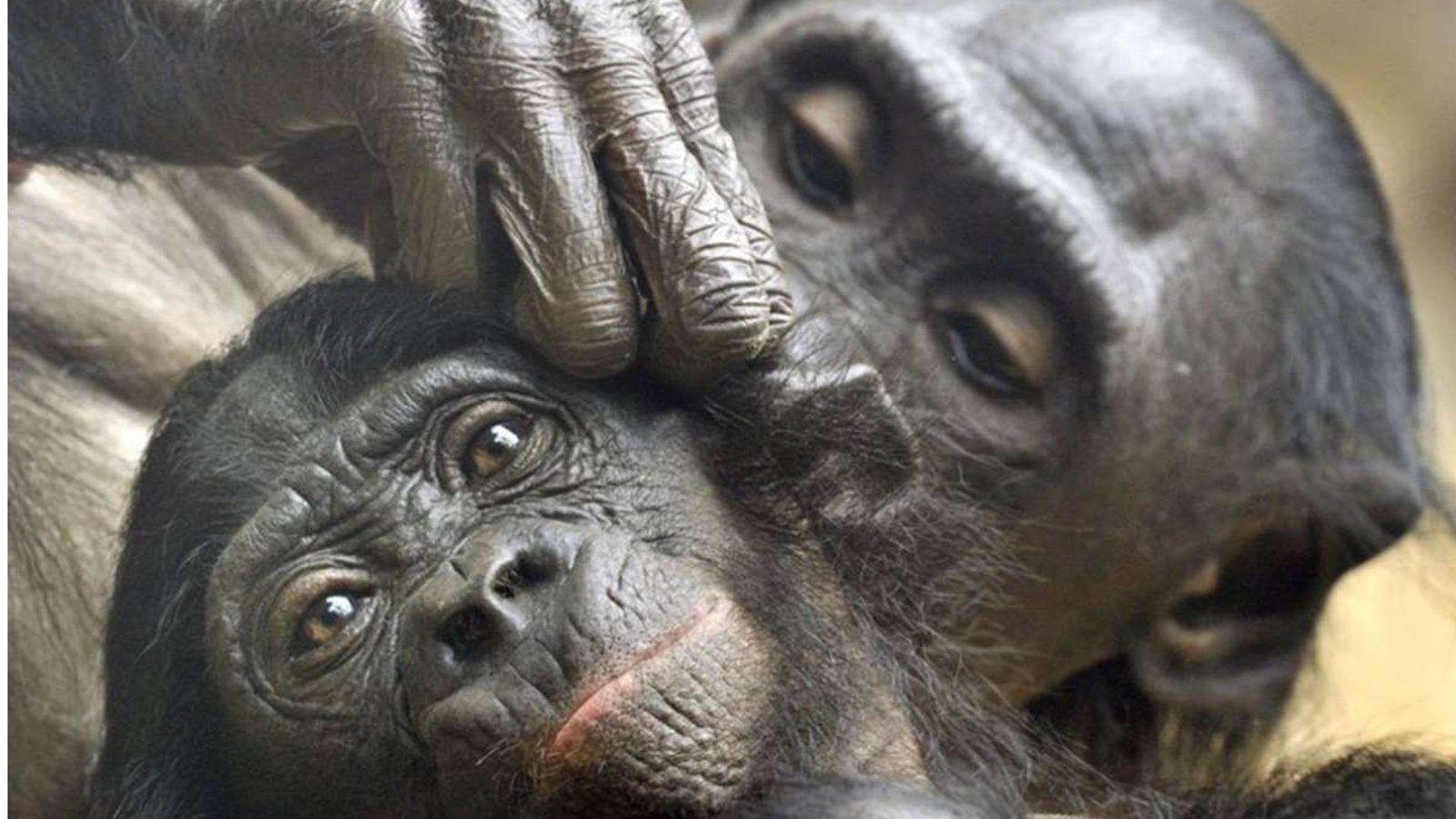 Bonobos: Laut der Weltnaturschutzunion IUCN sind Bonobos stark gefährdet. Die Menschenaffen leben vor allem im tropischen Regenwald der Demokratischen Republik Kongo – Bestand: 15.000 bis 20.000.Foto: dpa