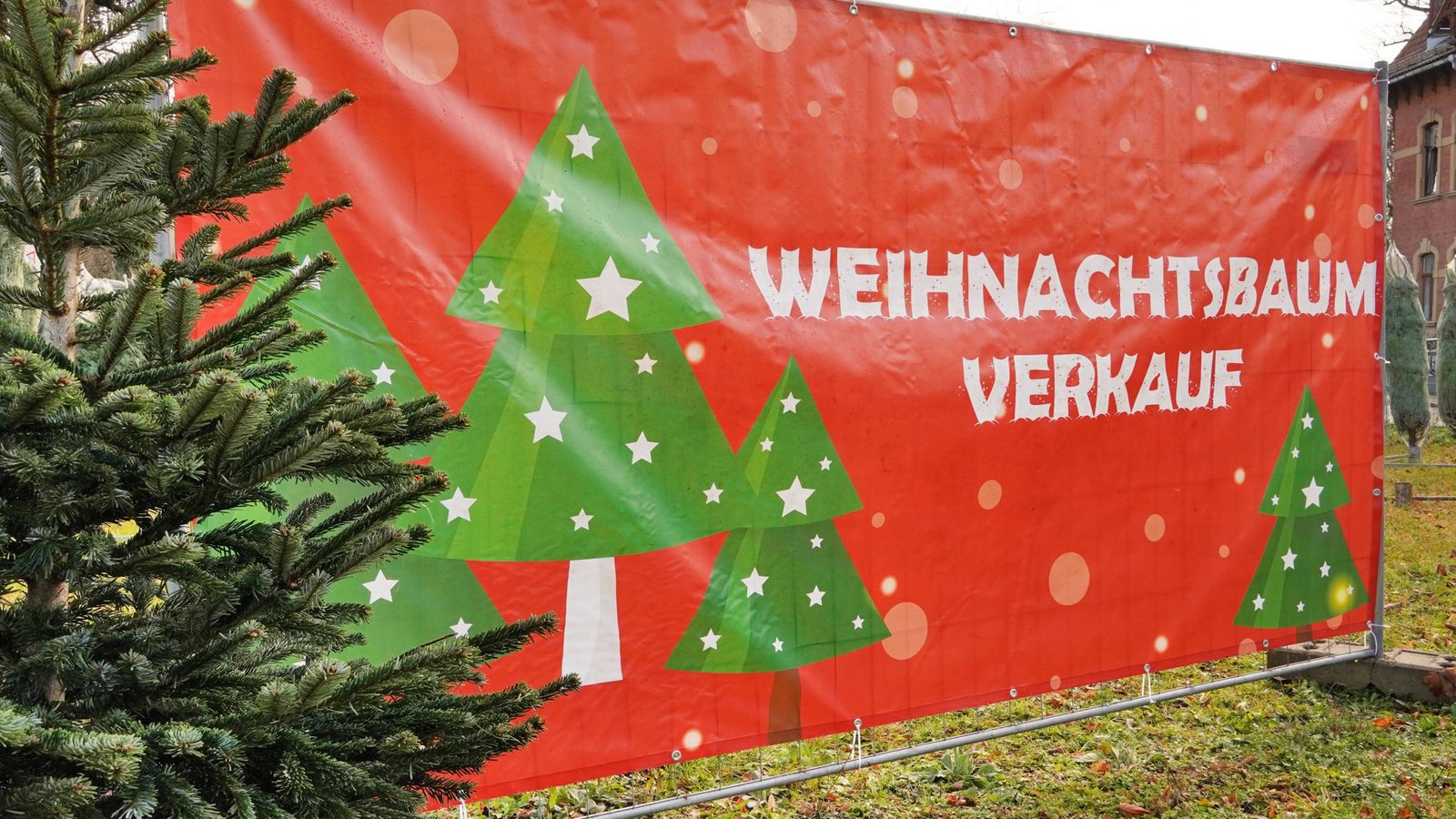 Die in Deutschland beliebteste Sorte, die Nordmanntanne, kostet in diesem Jahr nach Angaben des Bundesverbands der Weihnachtsbaum- und Schnittgrünerzeuger (BVWS) je nach Region und Qualität zwischen 23 und 30 Euro pro Meter.Foto: Imago/Chromorange Die in Deutschland beliebteste Sorte, die Nordmanntanne, kostet in diesem Jahr nach Angaben des Bundesverbands der Weihnachtsbaum- und Schnittgrünerzeuger (BVWS) je nach Region und Qualität zwischen 23 und 30 Euro pro Meter.Foto: Imago/Chromorange