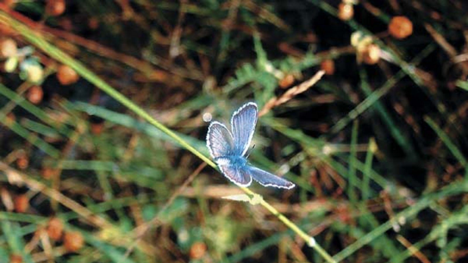 Das zauberhafte Männchen des Argusbläulings. Foto: Rücker