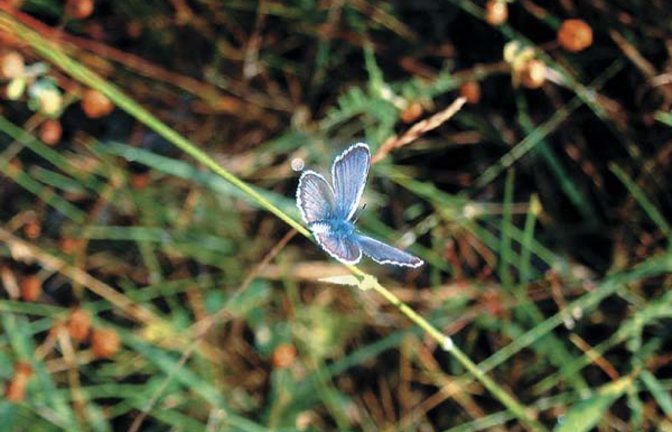 Das zauberhafte Männchen des Argusbläulings. Foto: Rücker