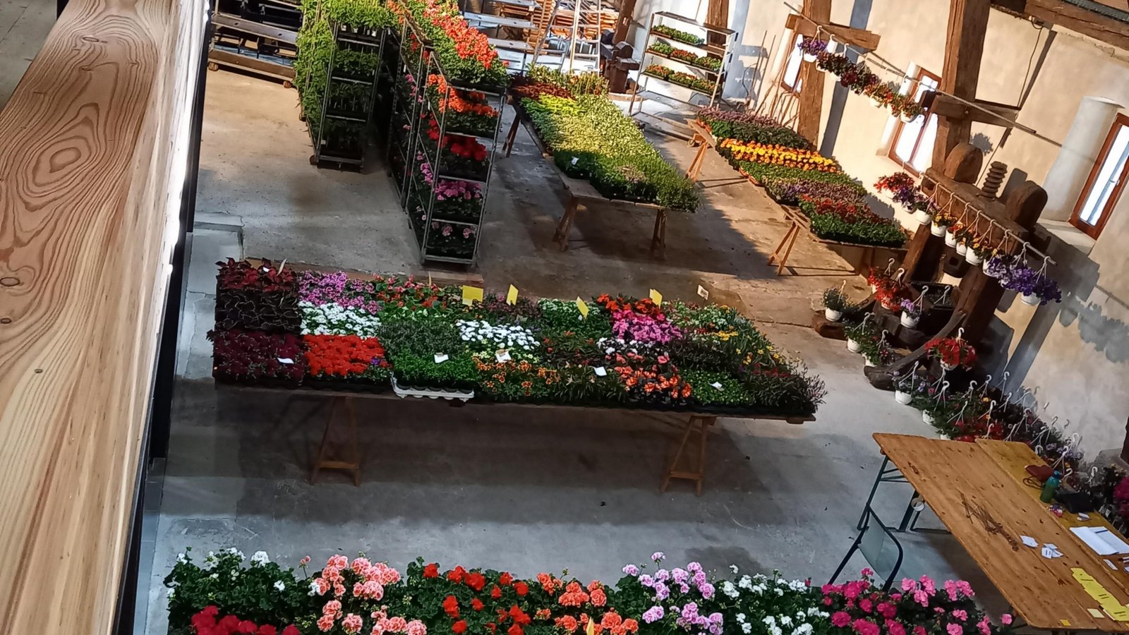 Der Obst- und Gartenbauverein (OGV) Horrheim lädt heute (7. Mai) von 7.30 bis 14 Uhr zum ersten Mal zum Blumenmarkt in der Alten Kelter ein. Interessierte finden dort eine Auswahl an Blumen und Gemüsepflanzen. Dabei kann bestimmt auch das eine oder andere farbenfrohe Muttertagsgeschenk erworben werden.  Foto: p
