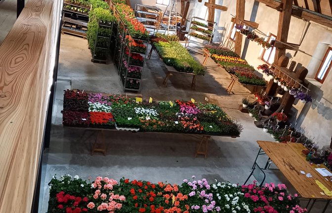 Der Obst- und Gartenbauverein (OGV) Horrheim lädt heute (7. Mai) von 7.30 bis 14 Uhr zum ersten Mal zum Blumenmarkt in der Alten Kelter ein. Interessierte finden dort eine Auswahl an Blumen und Gemüsepflanzen. Dabei kann bestimmt auch das eine oder andere farbenfrohe Muttertagsgeschenk erworben werden.  <span class='image-autor'>Foto: p</span>