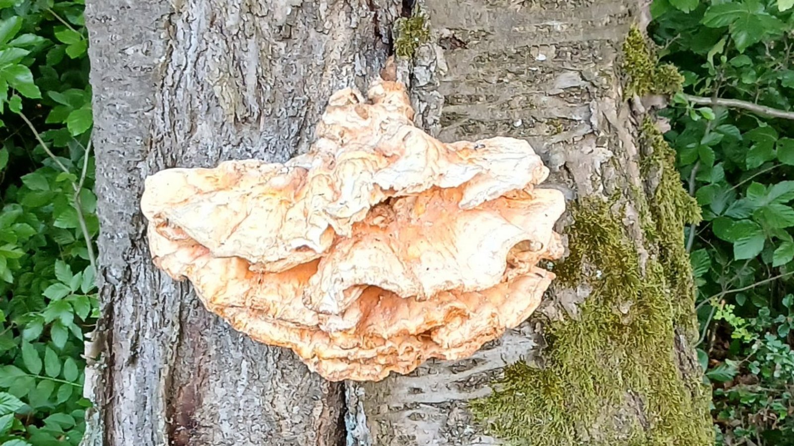 Vielleicht der Gemeine Schwefelporling am Kirschbaum. Foto: Brosch