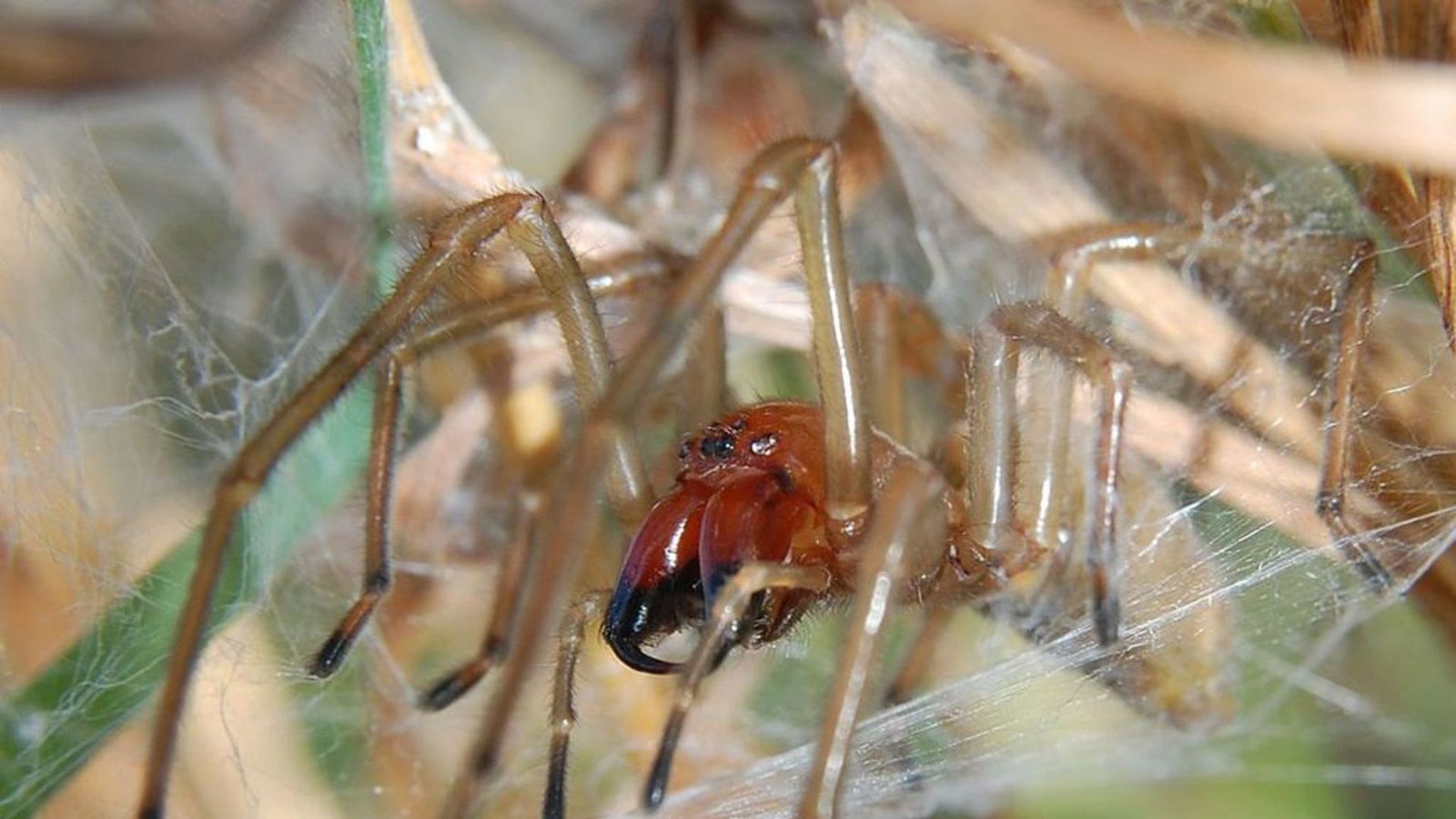 Die Ammen-Dornfingerspinne gilt als einzige Spinnenart Mitteleuropas, die dem Menschen schmerzhafte Vergiftungen zufügen kann.Foto: Wikipedia commons/Rainer Altenkamp/CC BY-SA 3
/0 Die Ammen-Dornfingerspinne gilt als einzige Spinnenart Mitteleuropas, die dem Menschen schmerzhafte Vergiftungen zufügen kann.Foto: Wikipedia commons/Rainer Altenkamp/CC BY-SA 3
/0