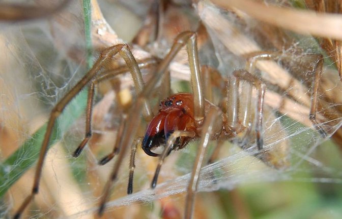 Die Ammen-Dornfingerspinne gilt als einzige Spinnenart Mitteleuropas, die dem Menschen schmerzhafte Vergiftungen zufügen kann.<span class='image-autor'>Foto: Wikipedia commons/Rainer Altenkamp/CC BY-SA 3
/0</span>