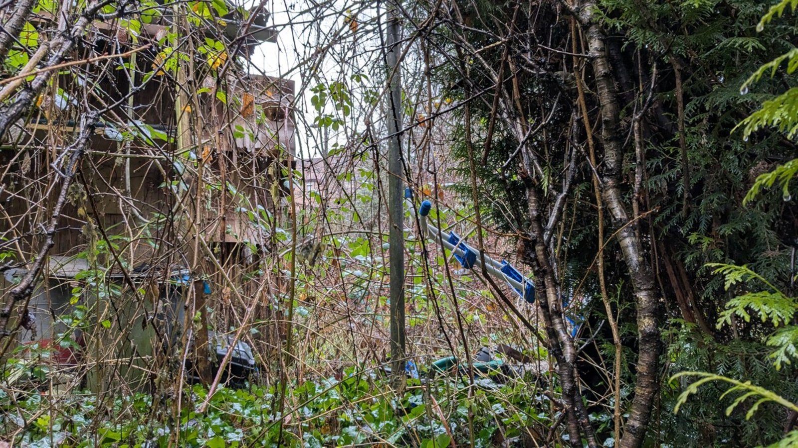 Wie im Dornröschengarten: In der verwilderten Hütte links wurde das Opfer nachts gefesselt festgehalten.Foto: res/Wolf-Dieter Obst