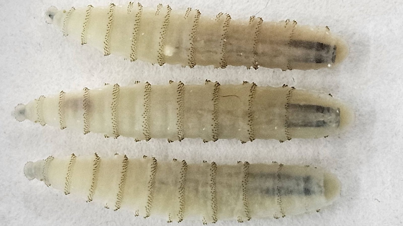 Die Schraubenwurmfliege (Cochliomyia hominivorax) gehört zu Art der Schmeißfliegen. Ihre Maden (Bild) befallen den Wirt von außen und leben als Ektoparasiten, indem sie sich vom Körpergewebe von Warmblütern ernähren.Foto: Imago/ZUMA Press Wire Die Schraubenwurmfliege (Cochliomyia hominivorax) gehört zu Art der Schmeißfliegen. Ihre Maden (Bild) befallen den Wirt von außen und leben als Ektoparasiten, indem sie sich vom Körpergewebe von Warmblütern ernähren.Foto: Imago/ZUMA Press Wire