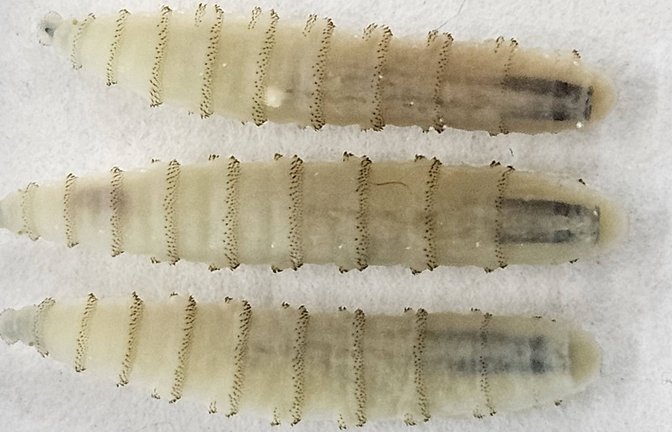 Die Schraubenwurmfliege (Cochliomyia hominivorax) gehört zu Art der Schmeißfliegen. Ihre Maden (Bild) befallen den Wirt von außen und leben als Ektoparasiten, indem sie sich vom Körpergewebe von Warmblütern ernähren.<span class='image-autor'>Foto: Imago/ZUMA Press Wire</span>