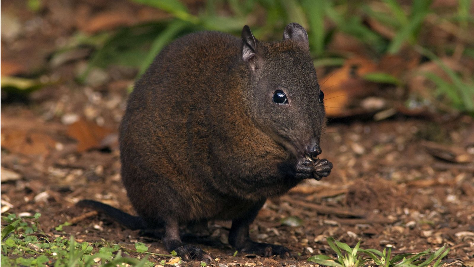 Das Moschusrattenkänguru hüpft zwar auch auf den Hinterbeinen durch die Gegend. Es nutzt zum Vorankommen aber zugleich auch seine beiden Vorderbeine.Foto: Imago/Ardea Das Moschusrattenkänguru hüpft zwar auch auf den Hinterbeinen durch die Gegend. Es nutzt zum Vorankommen aber zugleich auch seine beiden Vorderbeine.Foto: Imago/Ardea
