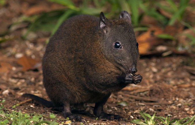Das Moschusrattenkänguru hüpft zwar auch auf den Hinterbeinen durch die Gegend. Es nutzt zum Vorankommen aber zugleich auch seine beiden Vorderbeine.<span class='image-autor'>Foto: Imago/Ardea</span>