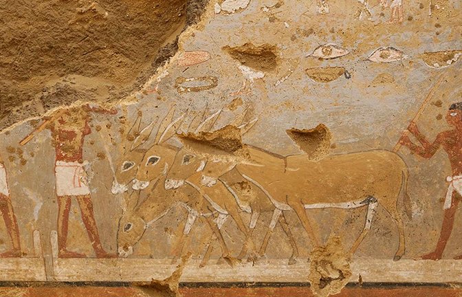 Die Wandmalereien aus der Grab in der Totenstadt von Dahschur zeigen Alltagsszenen aus dem  Ägypten der Pharaonen – hier ein Eselsgespann beim Dreschen.<span class='image-autor'>Foto: © Stephan Seidlmayer/DAI/Kairo</span>