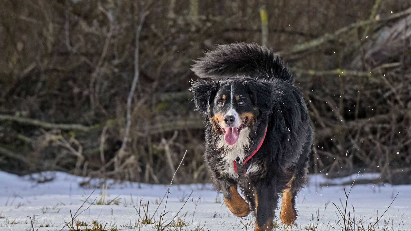 Das Kind möchte unbedingt ein Haustier? Forscher der Universität Ulm haben herausgefunden, dass dies gut für die psychische Gesundheit sein kann.Foto: www.imago-images.de/STAR-MEDIA / Michael Schöne via www.imago-images.de