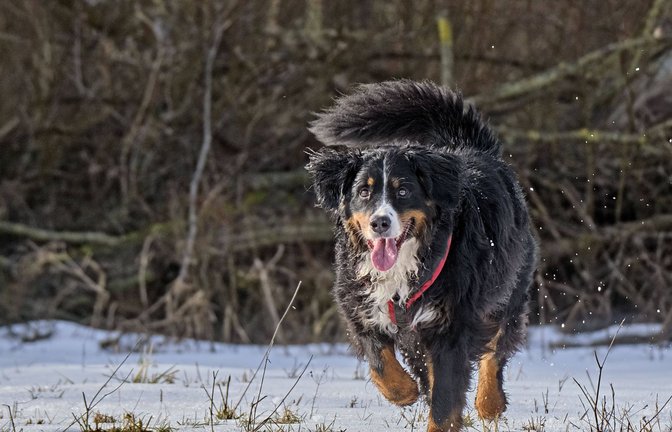 Das Kind möchte unbedingt ein Haustier? Forscher der Universität Ulm haben herausgefunden, dass dies gut für die psychische Gesundheit sein kann.<span class='image-autor'>Foto: www.imago-images.de/STAR-MEDIA / Michael Schöne via www.imago-images.de</span>