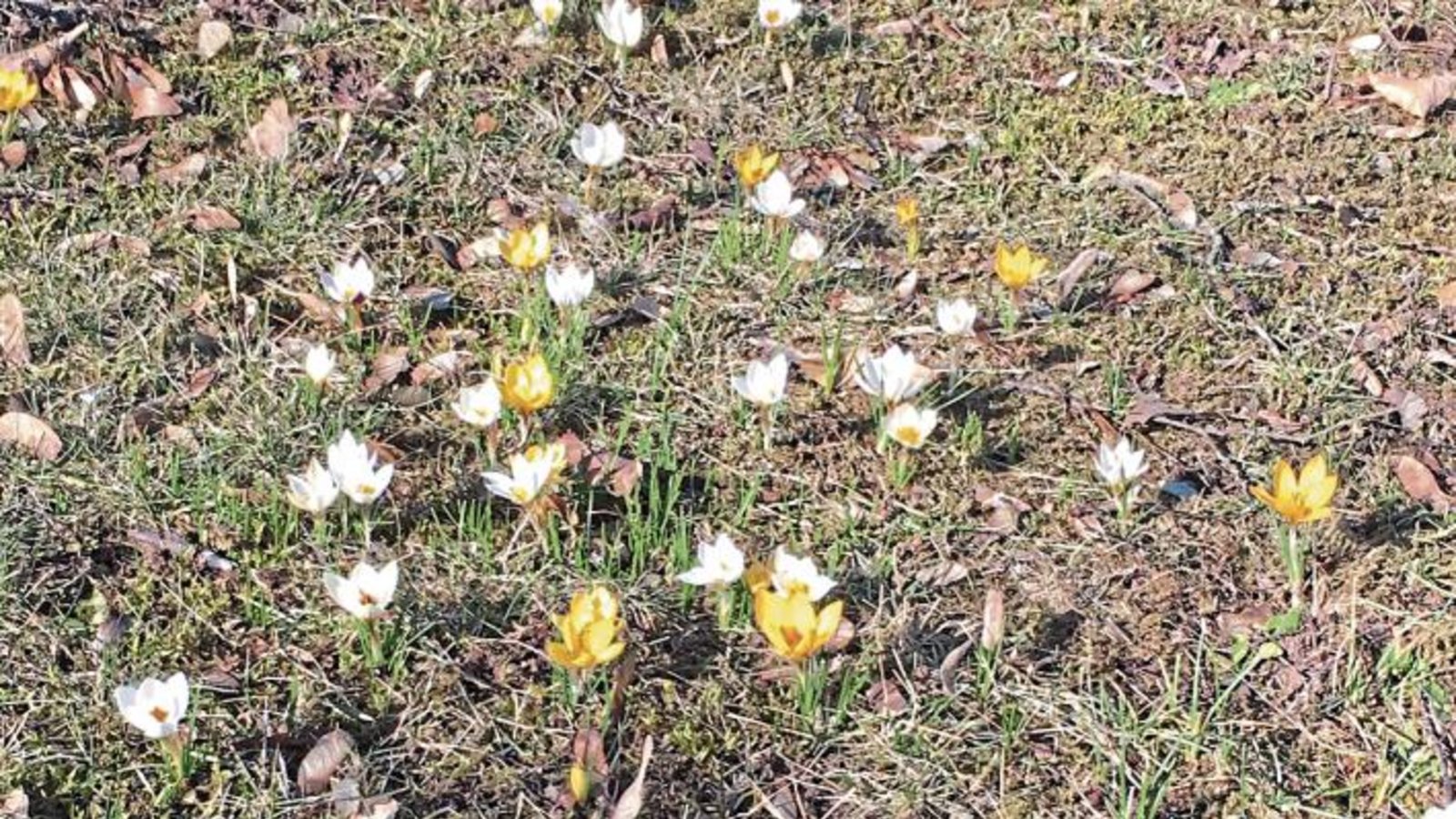 Diese Krokusse schickt uns Klaus-Peter Hilgers als Frühlingsgruß aus Ensingen.