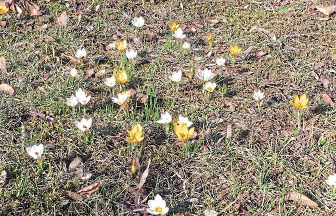 Diese Krokusse schickt uns Klaus-Peter Hilgers als Frühlingsgruß aus Ensingen.