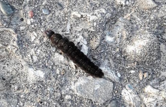 Derzeit hin und wieder zu sehen: Eine Weichkäferlarve wetzt über die Straße. Tiefe Temperaturen schrecken sie nicht, weshalb die Larven mitunter auch Schneewürmer genannt werden. Mehr Naturfotos gibt es heute auf den Seiten 12 und 13.  Foto: Rücker