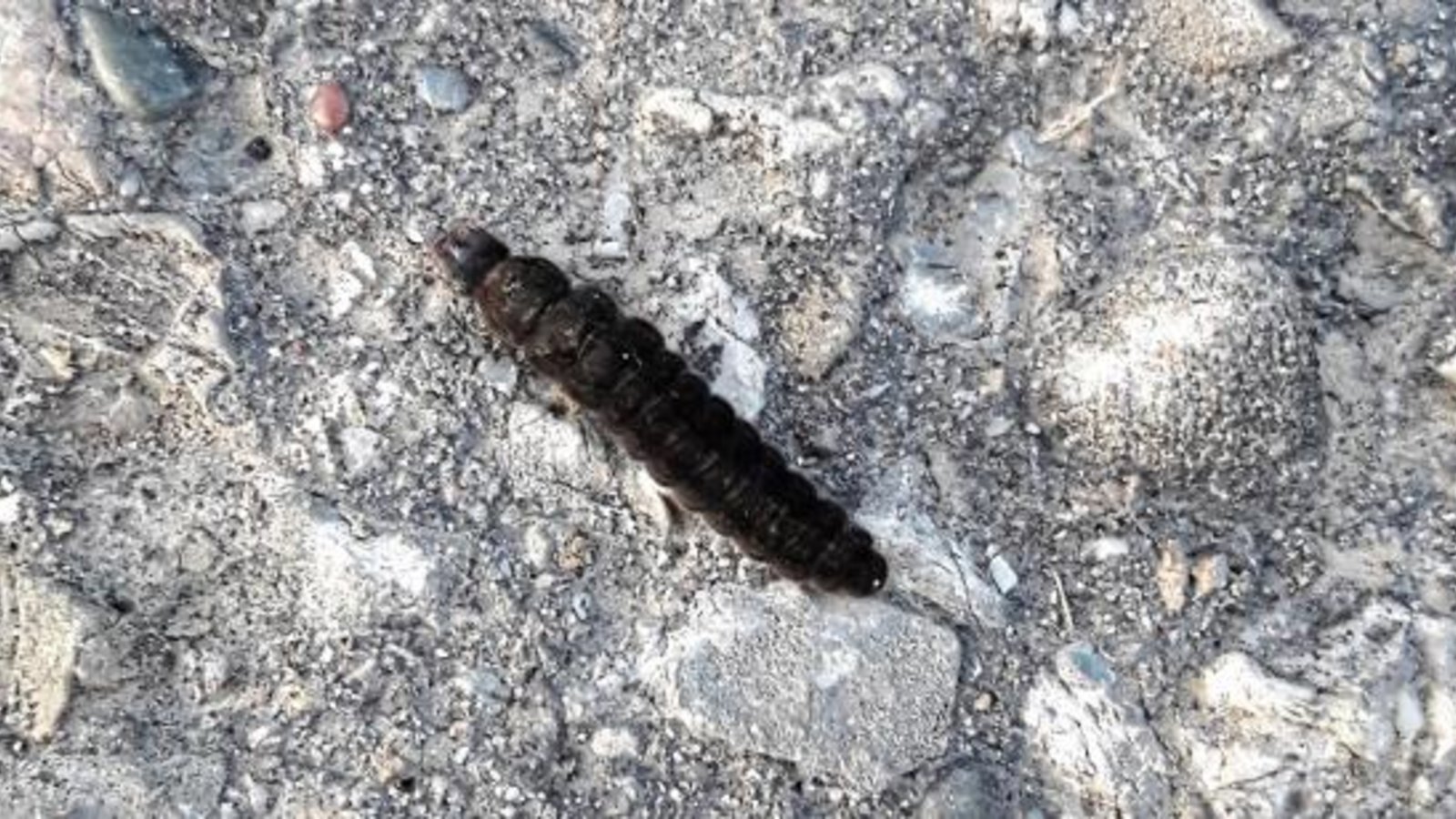 Derzeit hin und wieder zu sehen: Eine Weichkäferlarve wetzt über die Straße. Tiefe Temperaturen schrecken sie nicht, weshalb die Larven mitunter auch Schneewürmer genannt werden. Mehr Naturfotos gibt es heute auf den Seiten 12 und 13.  Foto: Rücker