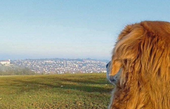 Hündin Trisha genießt den Blick über Vaihingen. Foto: Westphal