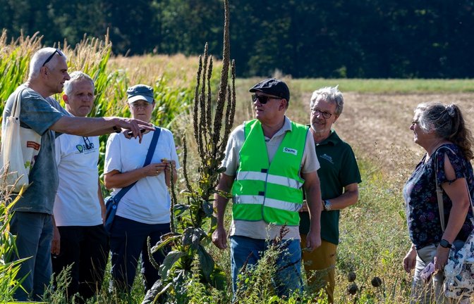 Vertreter des BUND Stromberg-Neckartal, der Kommunen Löchgau, Sachsenheim und Bietigheim-Bissingen treffen sich an dem Löchgauer Blühstreifen, um über die Zusammenarbeit in einem Biotopverbund für die Wildkatze zu sprechen. <span class='image-autor'>Foto: Kalb</span>