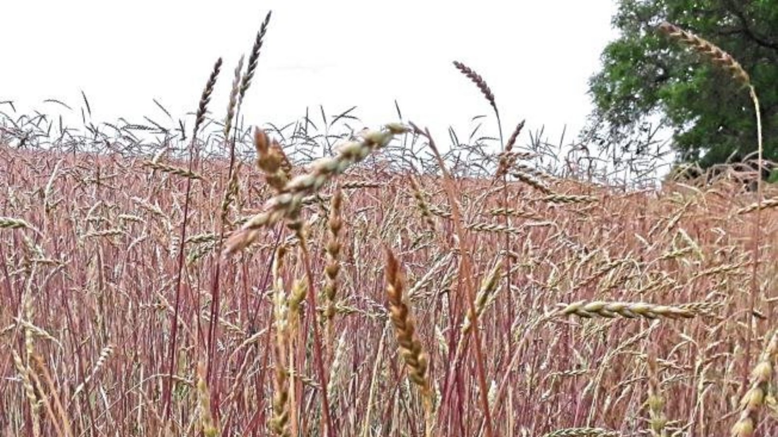Farbenprächtige Entdeckung auf einem Auricher Feld: Oberkulmer Rotkorn, eine „alte“ Dinkelsorte, die ihrem Namen mit der Farbe alle Ehre – oder Ähre? – macht. Dinkel galt als wichtigstes Getreide in der alemannischen Kultur (ab 260 nach Christus), schreib Farbenprächtige Entdeckung auf einem Auricher Feld: Oberkulmer Rotkorn, eine „alte“ Dinkelsorte, die ihrem Namen mit der Farbe alle Ehre – oder Ähre? – macht. Dinkel galt als wichtigstes Getreide in der alemannischen Kultur (ab 260 nach Christus), schreib