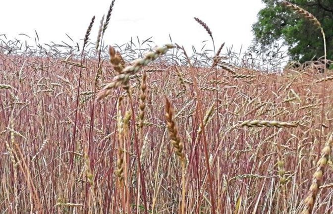 Farbenprächtige Entdeckung auf einem Auricher Feld: Oberkulmer Rotkorn, eine „alte“ Dinkelsorte, die ihrem Namen mit der Farbe alle Ehre – oder Ähre? – macht. Dinkel galt als wichtigstes Getreide in der alemannischen Kultur (ab 260 nach Christus), schreib
