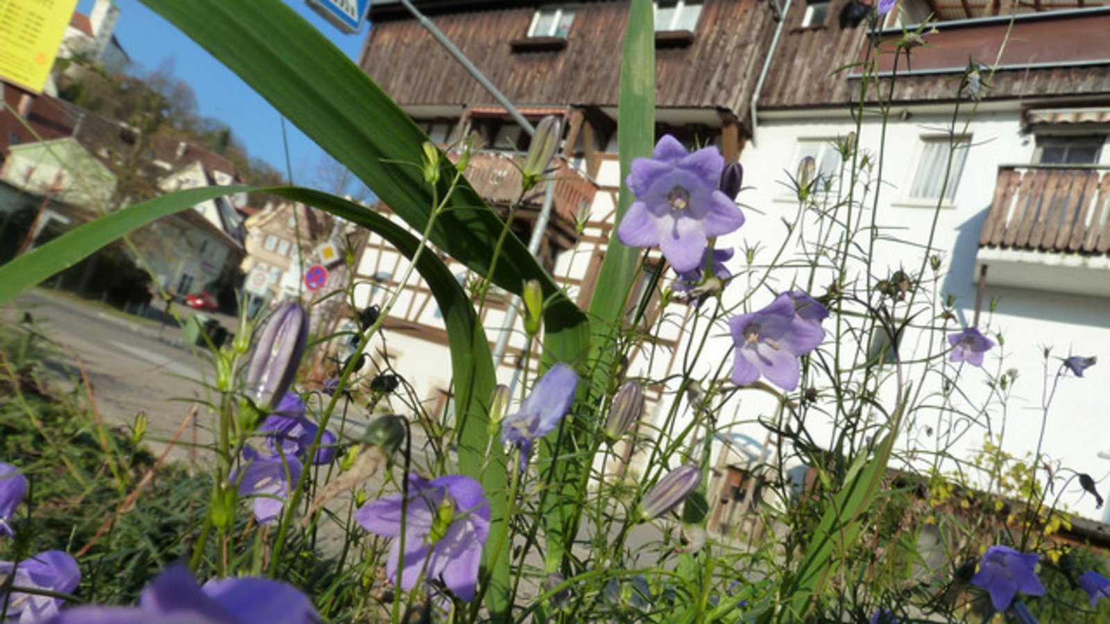 Die Rundblättrige Glockenblume am Vaihinger Köpfwiesenparkplatz. Foto: Rücker