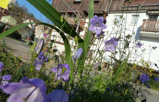 Die Rundblättrige Glockenblume am Vaihinger Köpfwiesenparkplatz. Foto: Rücker Die Rundblättrige Glockenblume am Vaihinger Köpfwiesenparkplatz. Foto: Rücker