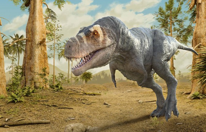 Das Schienenbein des Dinosuariers stammt aus der Kreidezeit vor etwa 74 Millionen Jahren und könnte zu einem frühen Vorfahrren des T. rex (Symbolbild) gehört haben.<span class='image-autor'>Foto: Imago/Zoonar</span>
