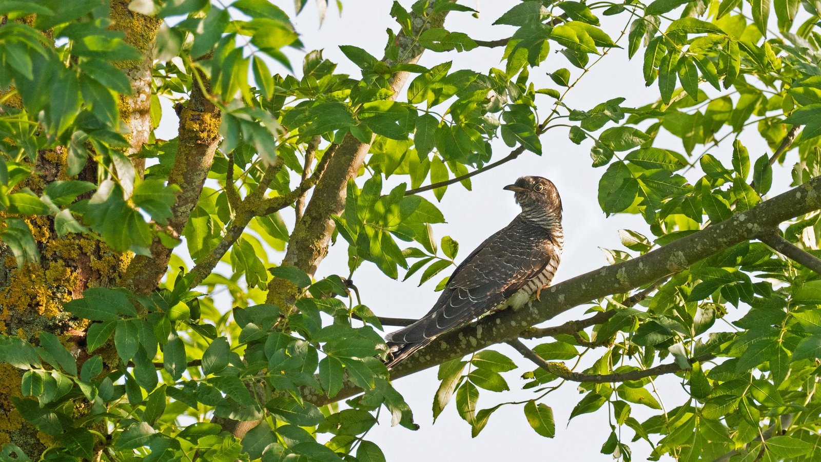 Bei den Kuckucken hört man in der Regel nur die Männchen rufen. (Symbolbild)Foto: Wolfram Steinberg/dpa